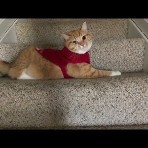 Meet your Posher, Allie